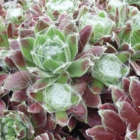 Sempervivum  'Kramers Spinrad'